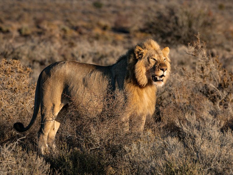 safari zuid-afrika