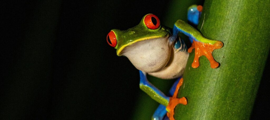 Costa rica - kikker