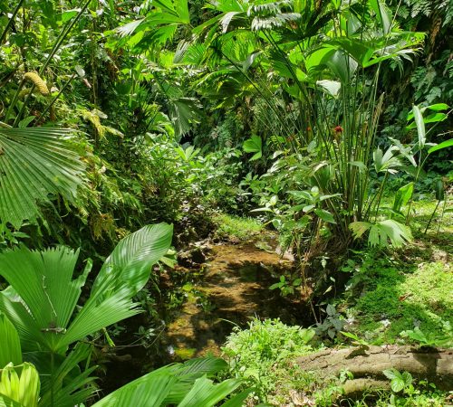 Costa rica - midden amerika