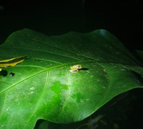Costa rica - midden amerika