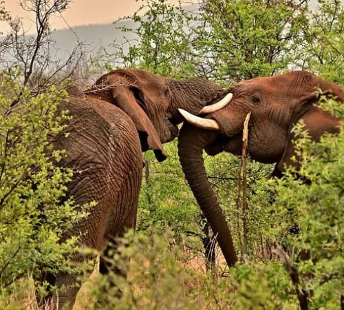 Twee olifanten in een natuurpark in Afrika