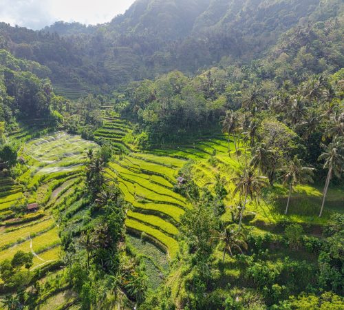 Bali rice terraces