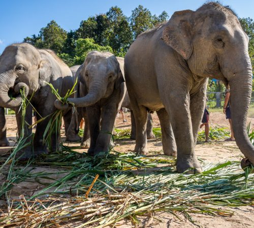 Elephant sanctuary