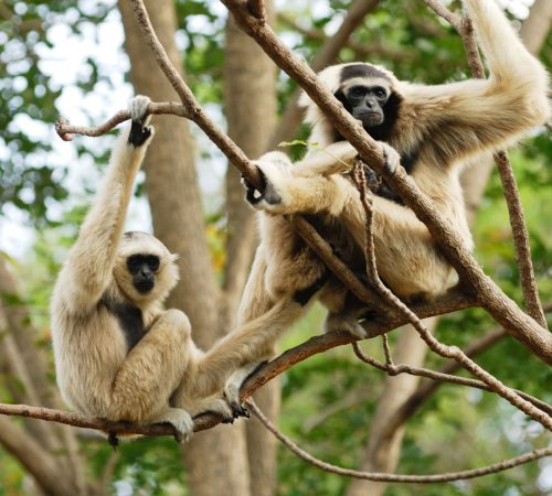 Gibbons on tree