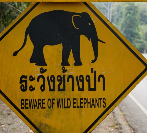 Wild Elephants