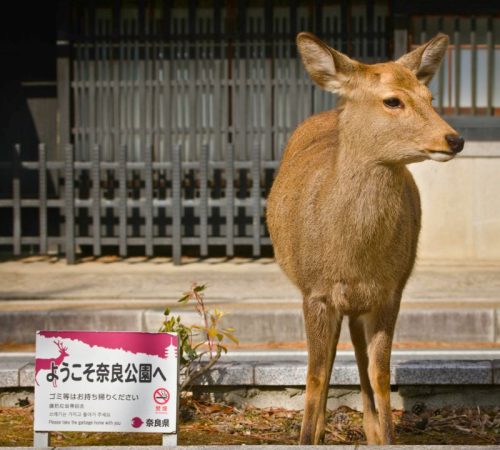 WBT-Japan-S4_Miyajima