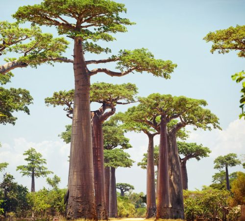 WBT-Madagascar-Compleet-12