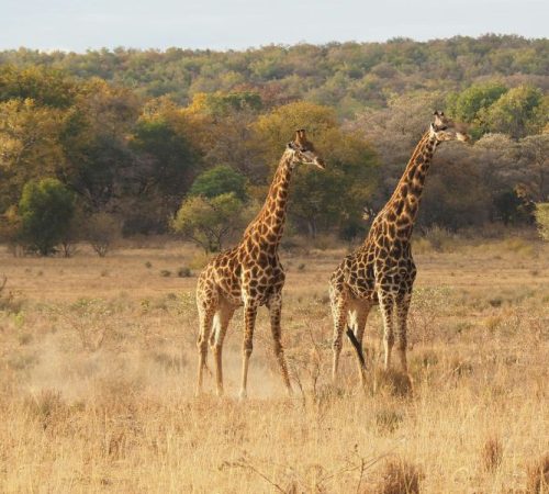 Zuid-Afrika voor Gezinnen
