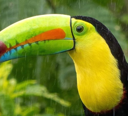 Costa rica - midden amerika
