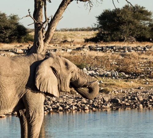 Namibië: Etosha