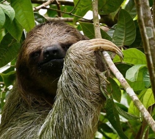 Costa rica - luiaard
