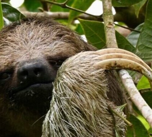 Costa rica - luiaard
