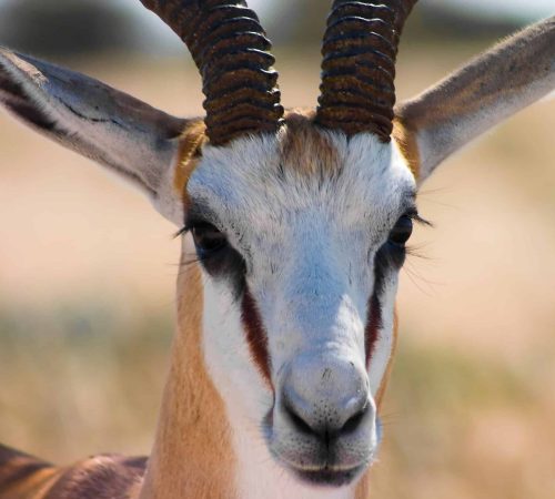Zuid-afrika: spingbok