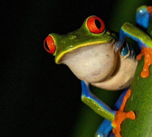 Costa rica - kikker