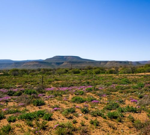 Zuid-afrika: clanwilliam