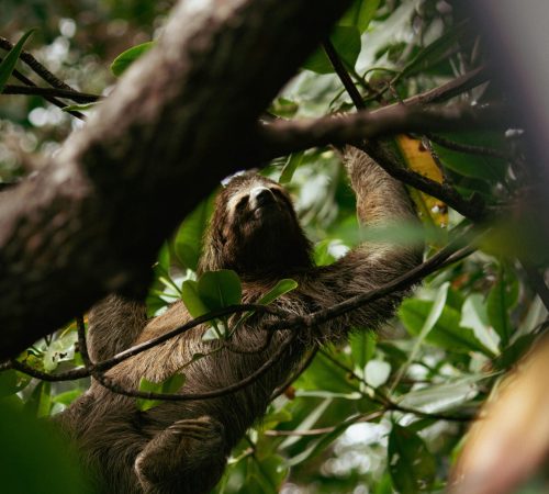 Bocos del torro - midden amerika - panama