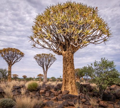 Namibië: Kalahari
