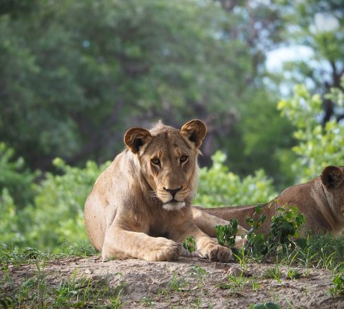 Botswana: Chobe