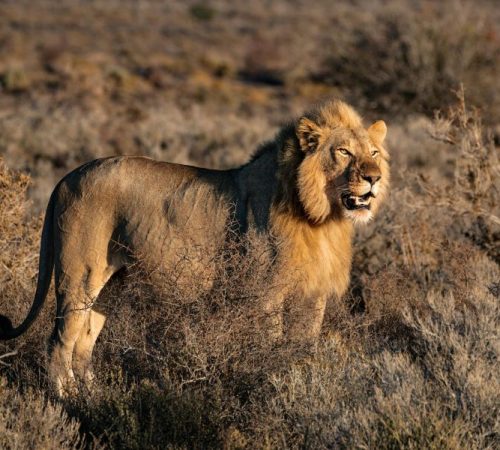 safari zuid-afrika