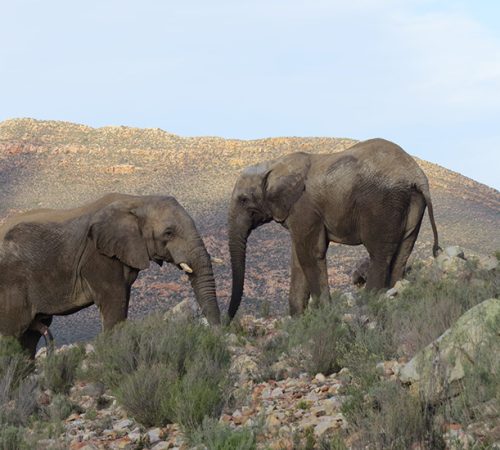 zuid afrika reisverhaal olifanten
